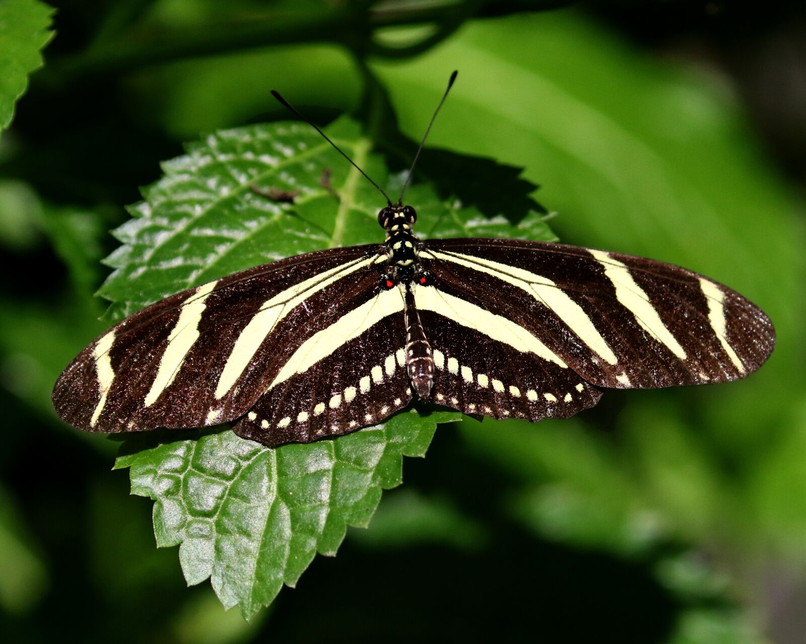 Canon EOS 7D Mark II sample photo. Cuba, butterfly, striped photography