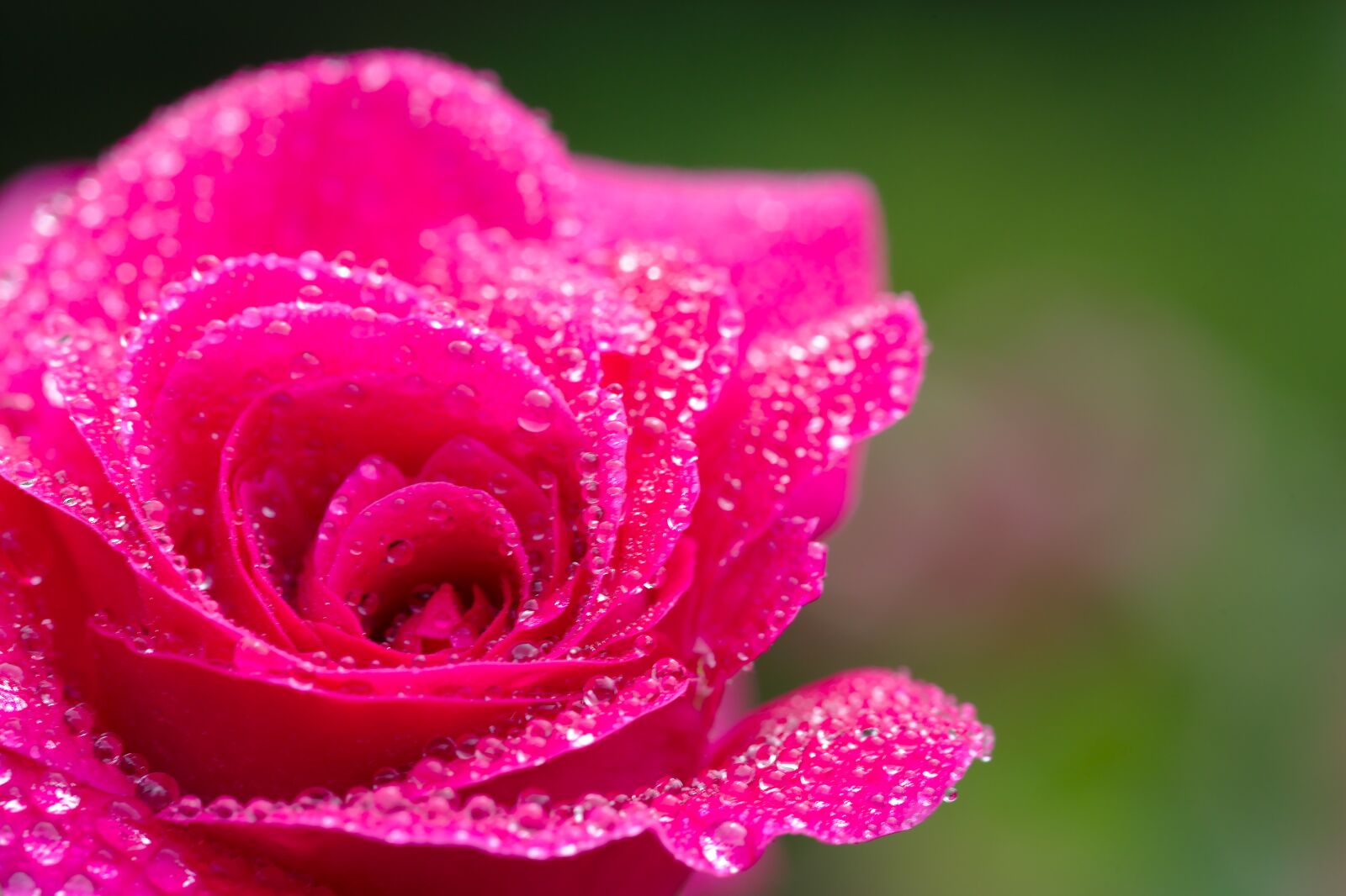 Canon EF 100mm F2.8L Macro IS USM sample photo. Rose, red, dew photography