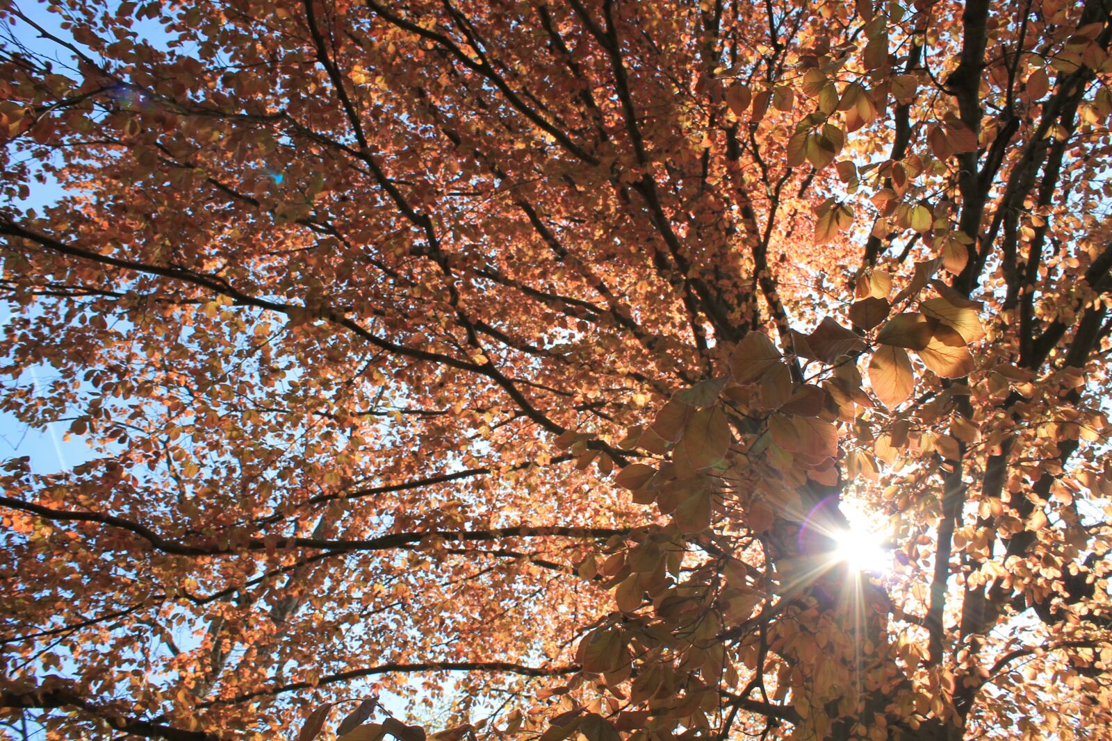 Canon EOS 1100D (EOS Rebel T3 / EOS Kiss X50) sample photo. Autumn, tree, leaves photography
