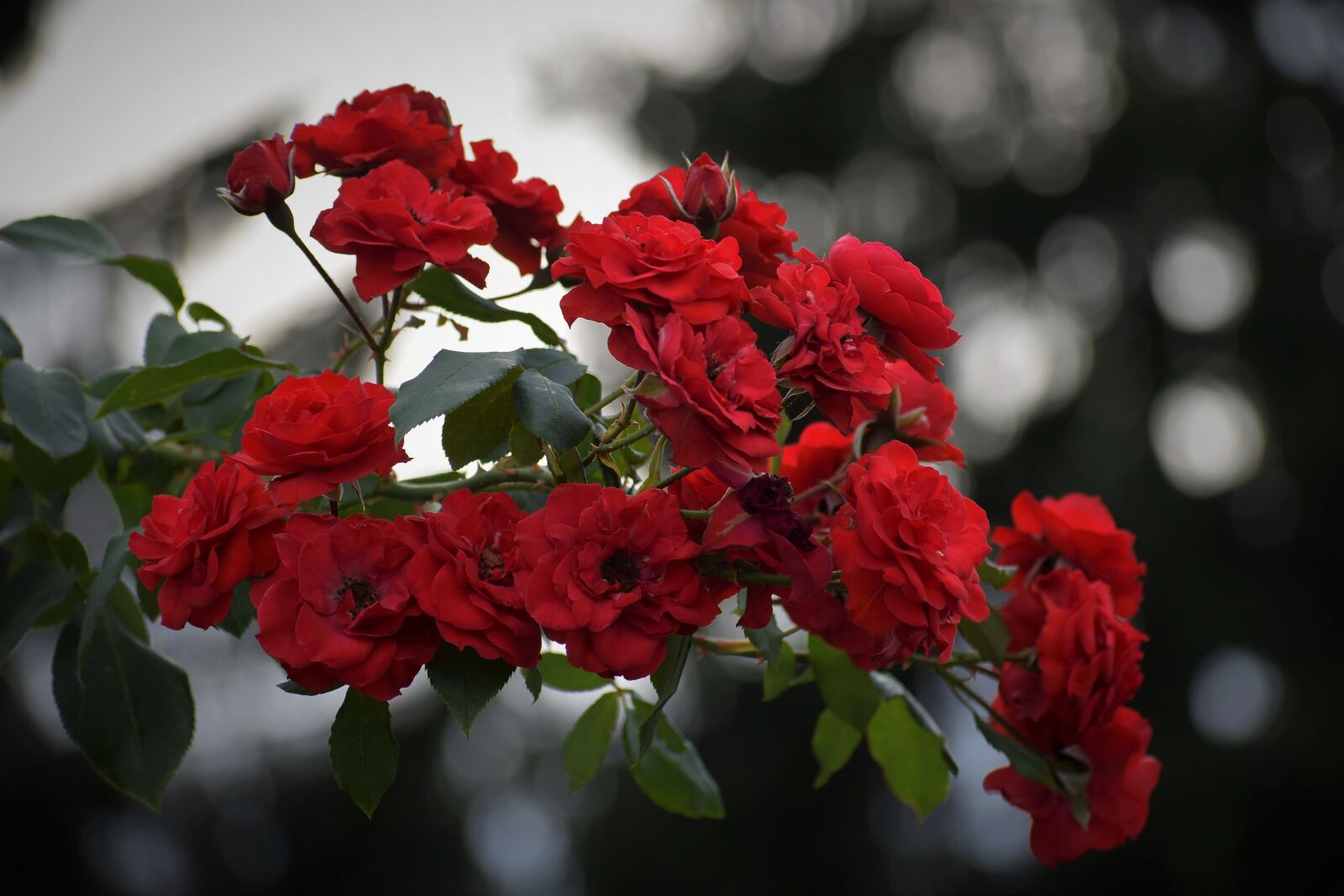 Nikon D3300 sample photo. Red roses, blooming, dark photography