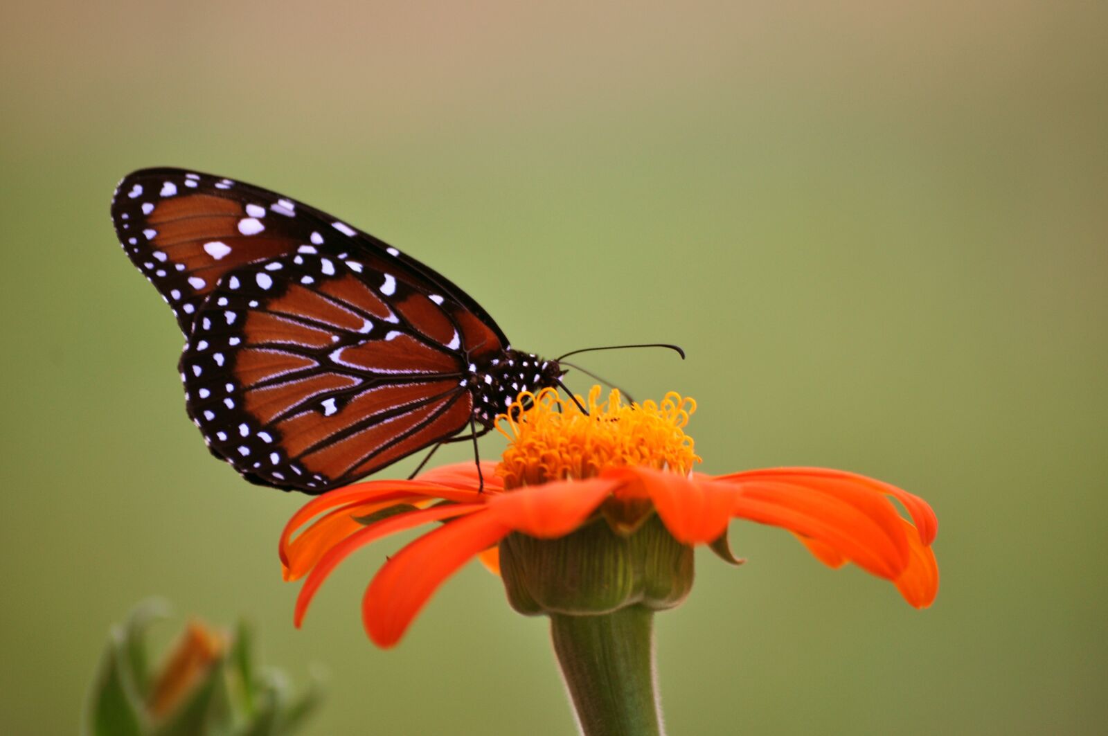 Nikon D5000 sample photo. Monarch butterfly, butterfly, sunflower photography