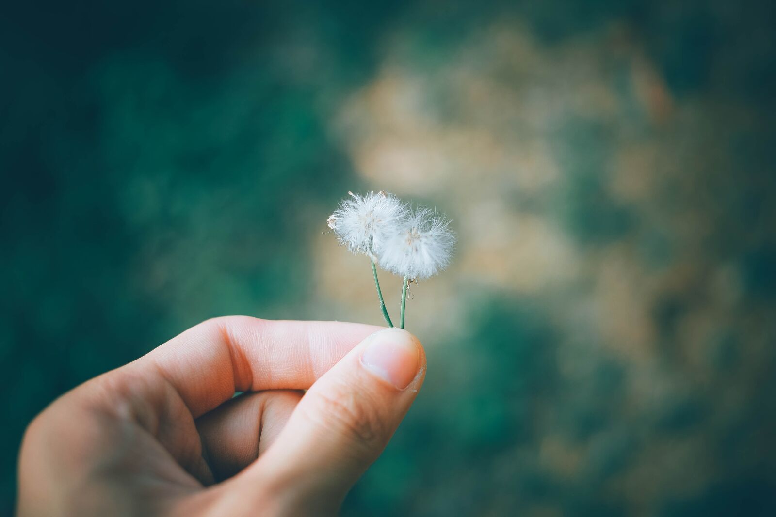 Canon EOS 5D sample photo. Flower, nature, plant photography
