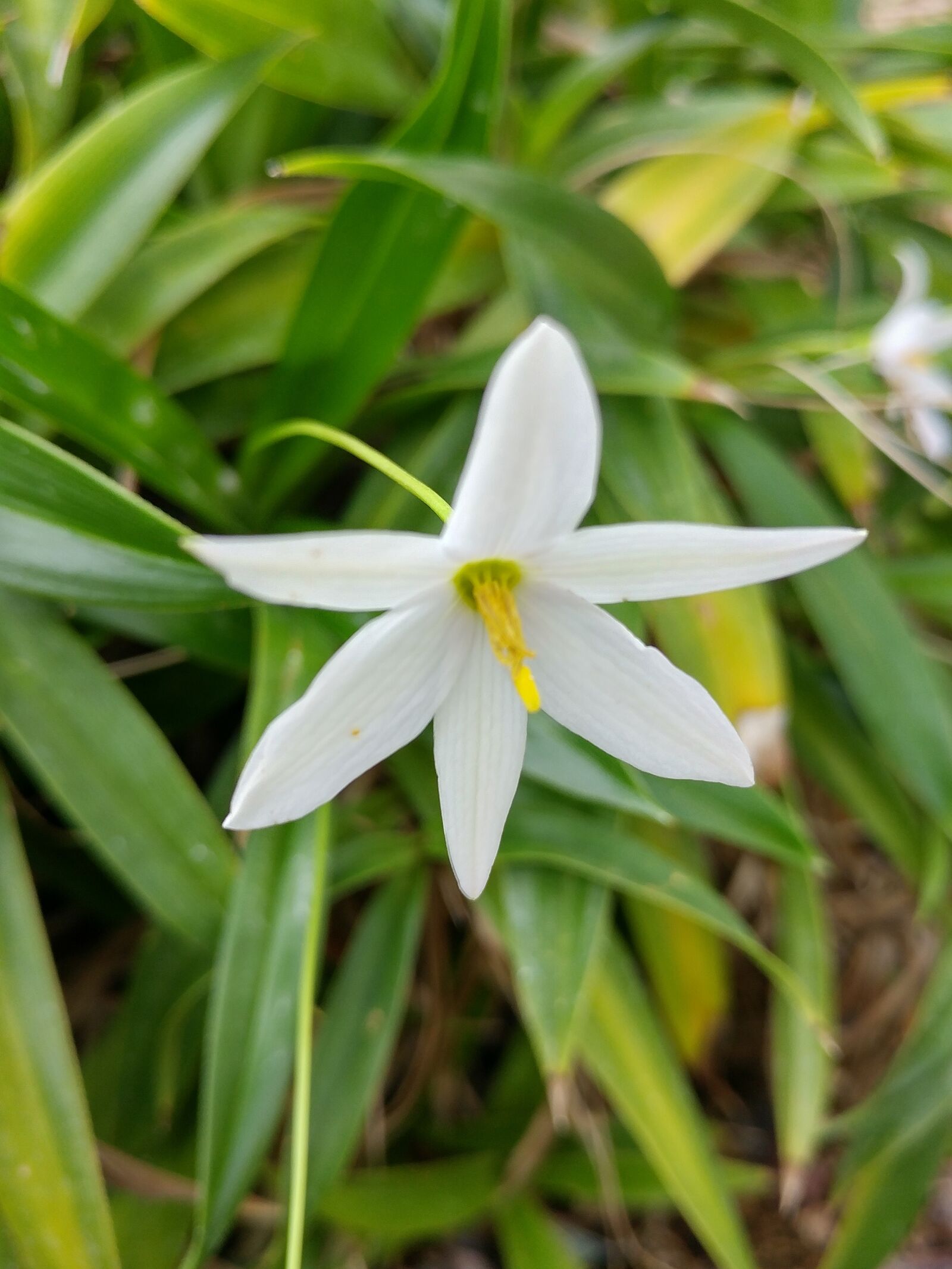 LG G5 sample photo. Nature, flowers, plants photography
