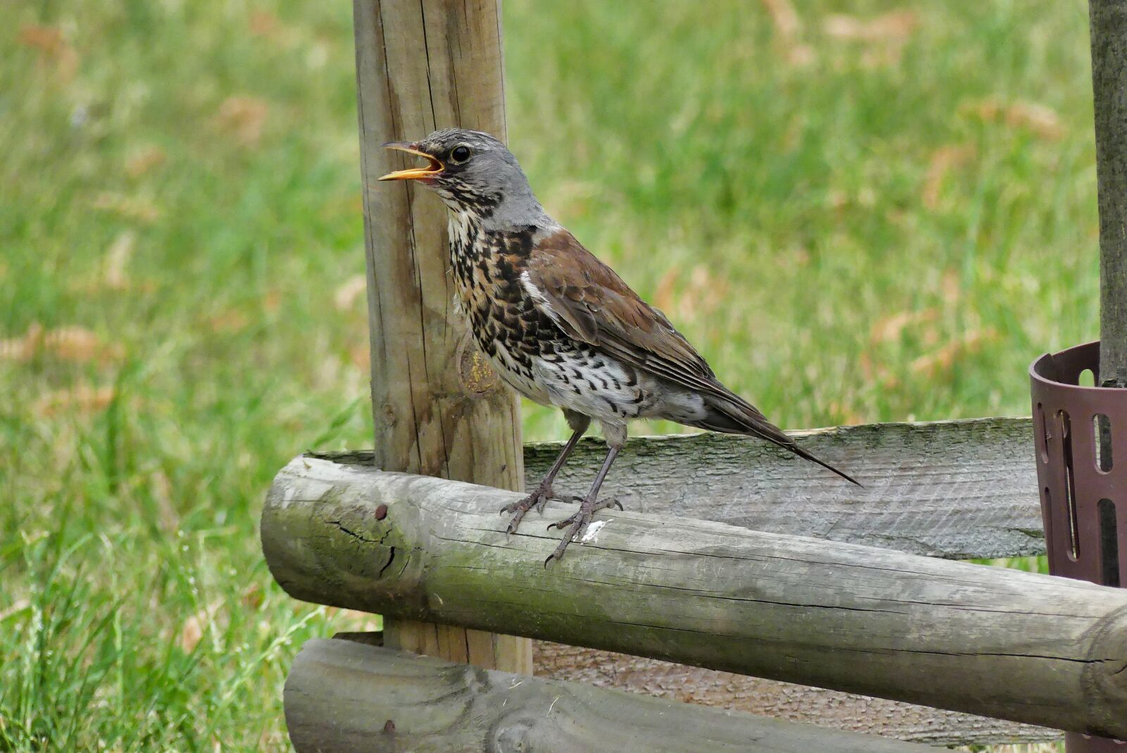 Panasonic Lumix DMC-FZ300 sample photo. Bird, nature, summer photography