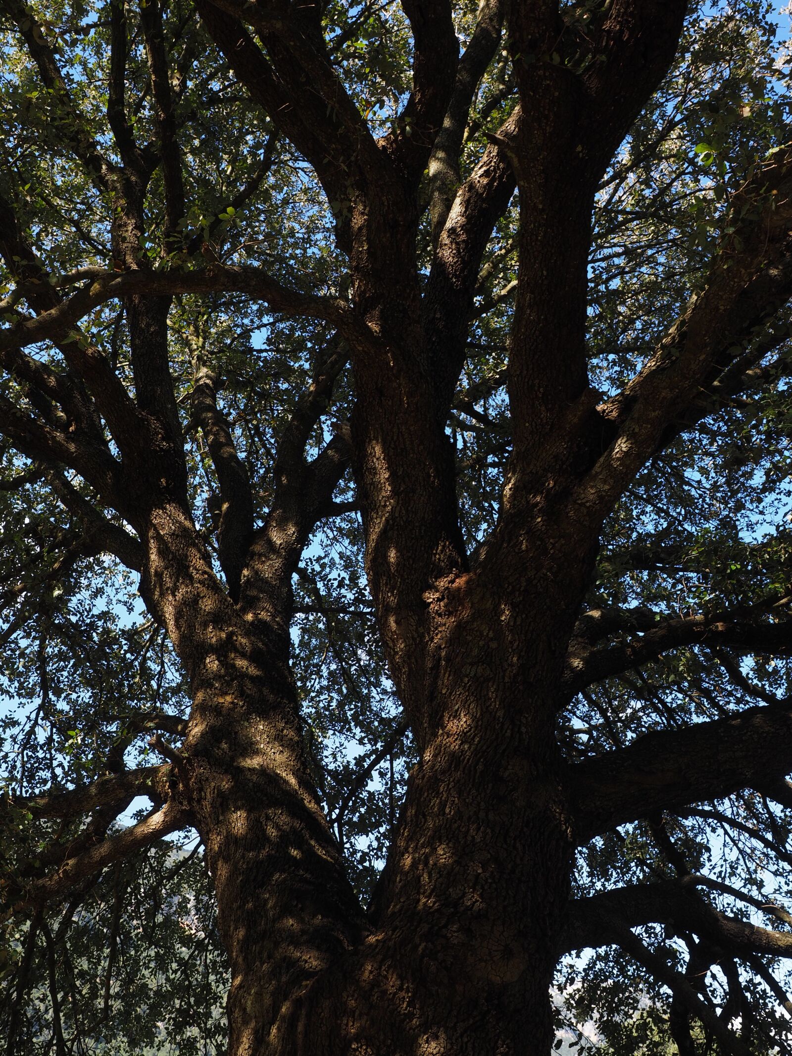 Olympus OM-D E-M1 + Olympus M.Zuiko Digital ED 12-40mm F2.8 Pro sample photo. Camphor tree, tree, log photography
