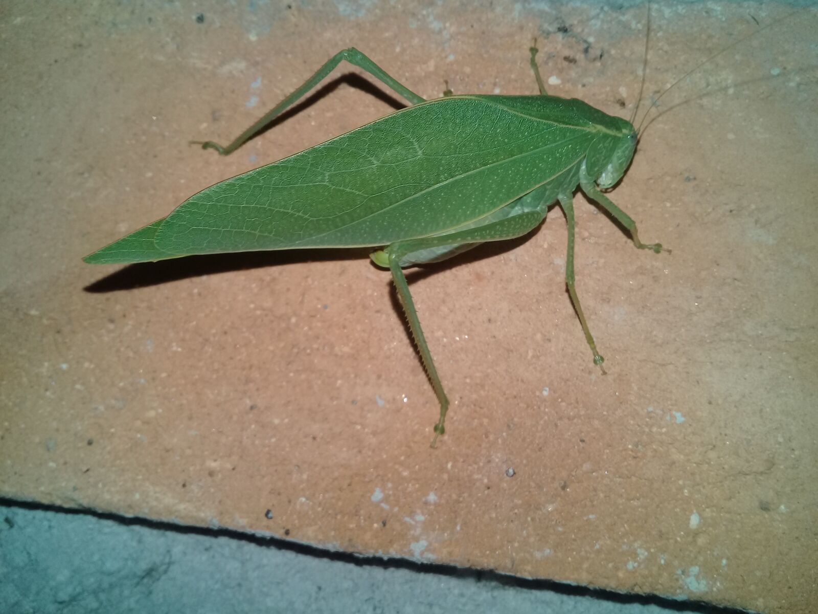 Samsung Galaxy J2 Prime sample photo. Insectos, verde, hermoso photography