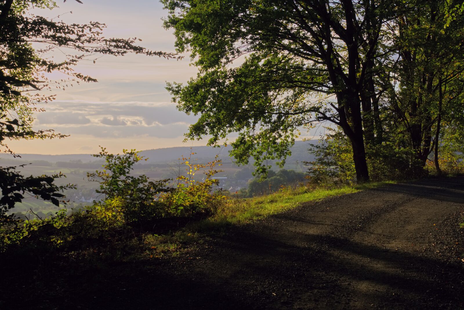 Sony a6000 sample photo. Golden hour, forest, sunset photography