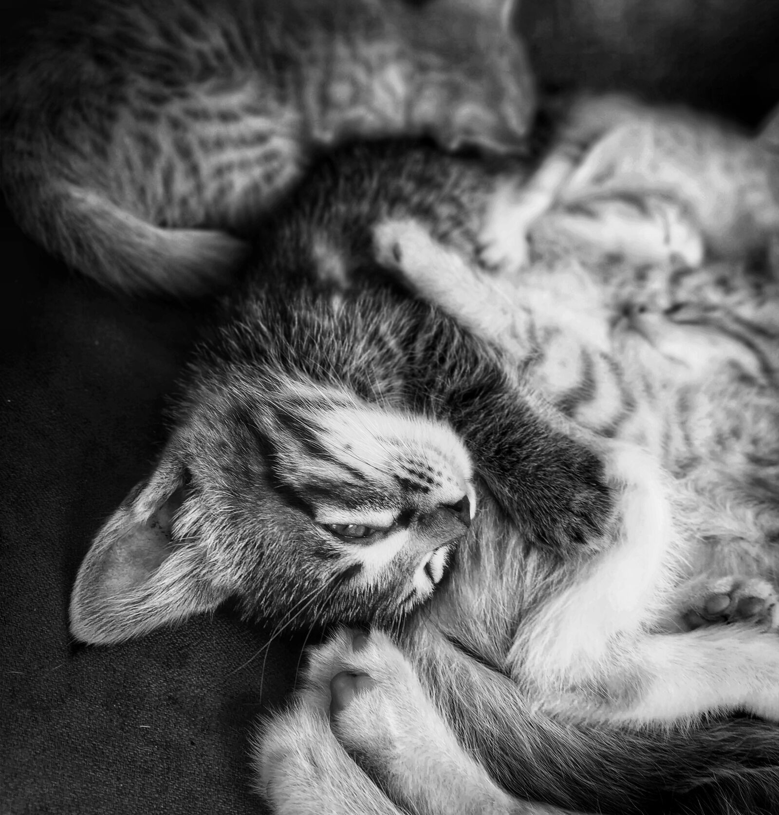 Xiaomi Redmi Note 5 Pro sample photo. Kitten, cat, pet photography