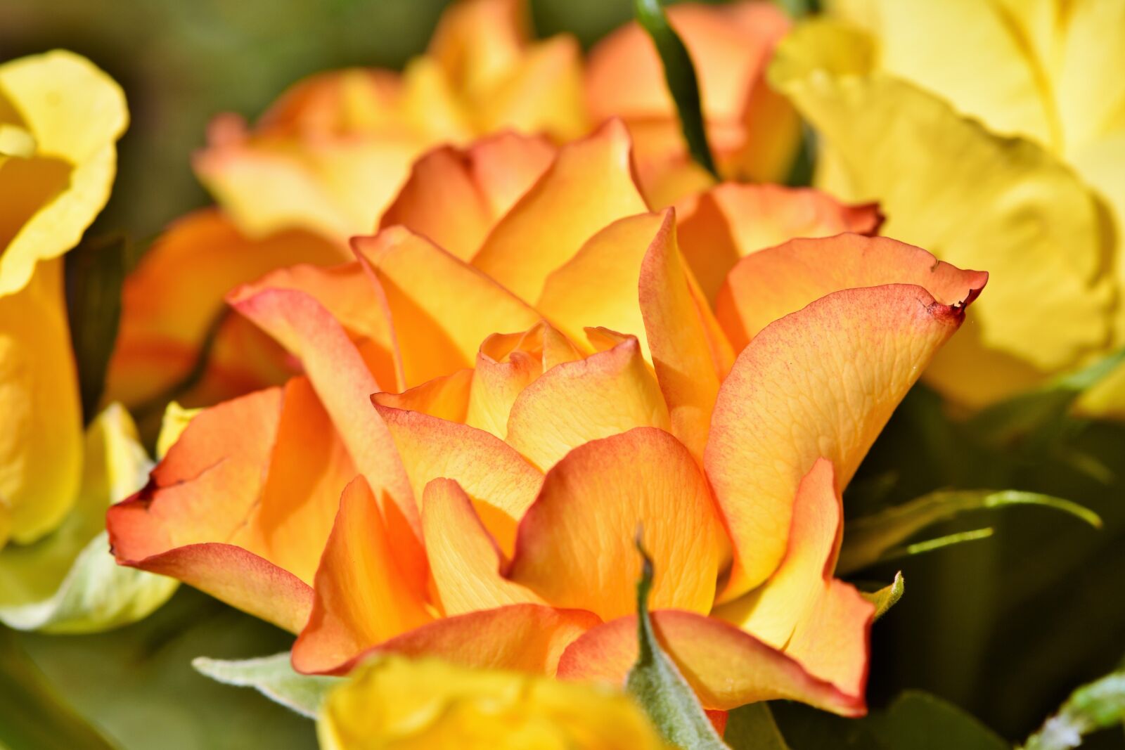 Nikon D7200 sample photo. Rose, bouquet of roses photography