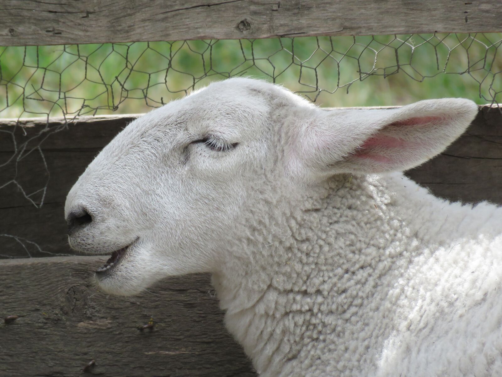Canon PowerShot SX60 HS sample photo. Sheep, ovis aries, animal photography