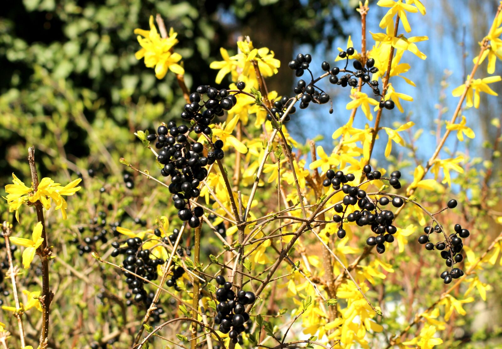 Canon EOS 1200D (EOS Rebel T5 / EOS Kiss X70 / EOS Hi) sample photo. Privet, black fruit, forsythia photography