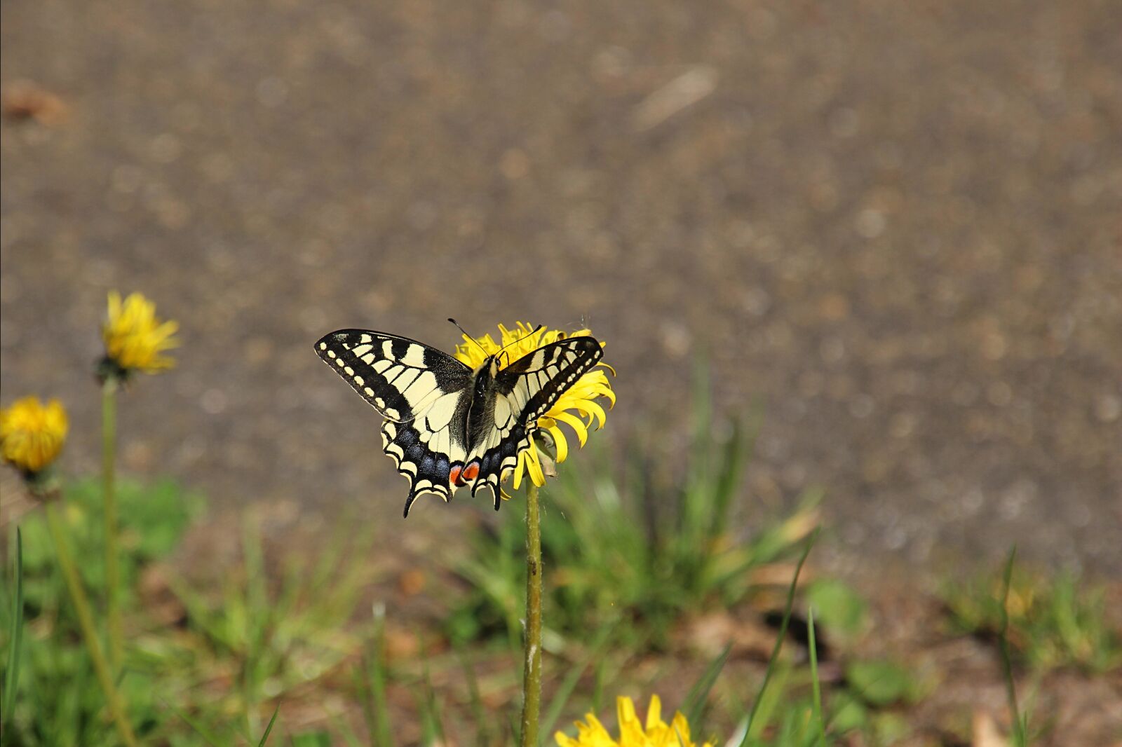 Canon EOS 600D (Rebel EOS T3i / EOS Kiss X5) sample photo. Butterfly, flower, bug photography