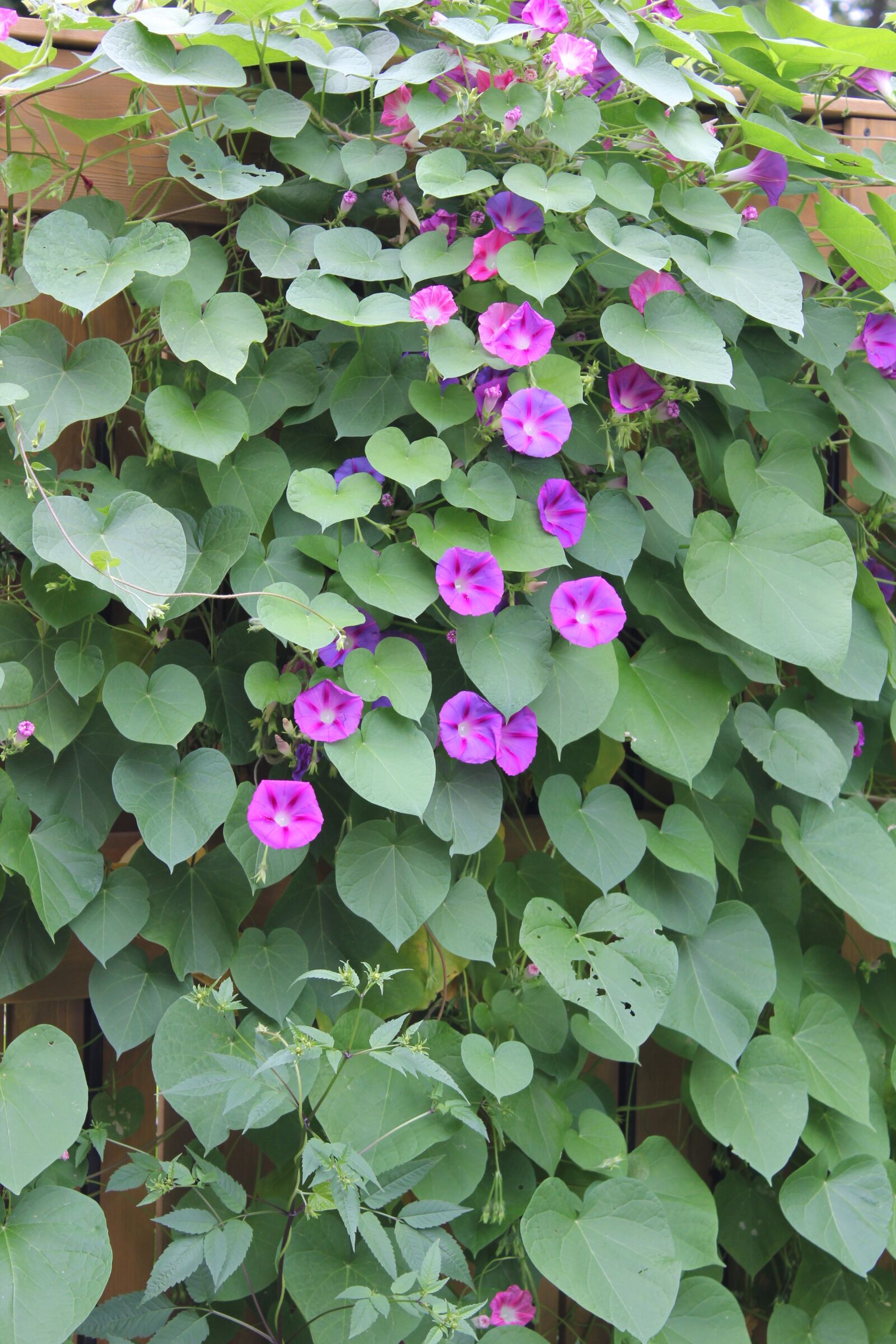 Canon EOS 550D (EOS Rebel T2i / EOS Kiss X4) sample photo. Flower, green, garden photography