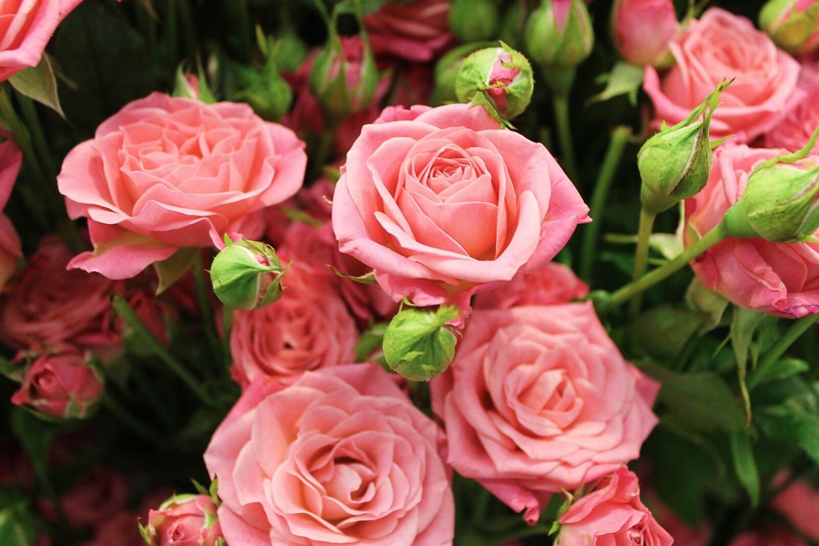 Canon EOS 1100D (EOS Rebel T3 / EOS Kiss X50) sample photo. Flowers, roses, pink photography
