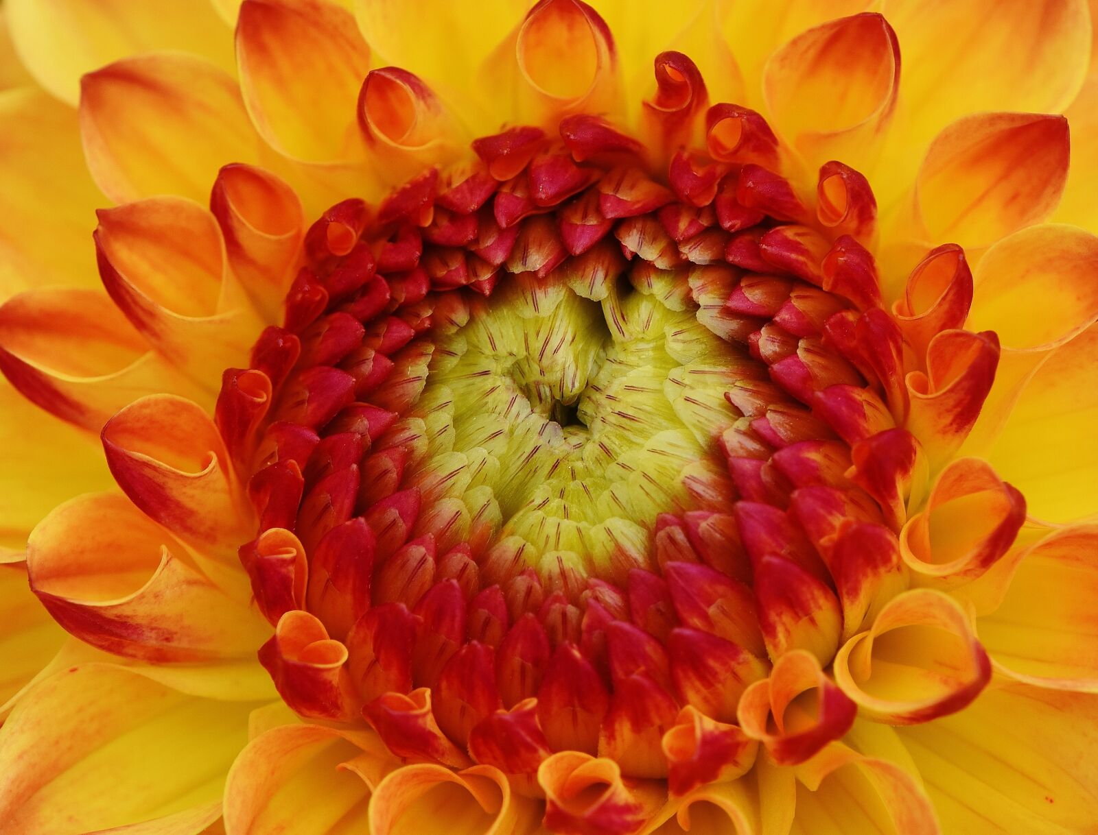 Nikon D7200 sample photo. Dahlia, dahlias, autumn photography