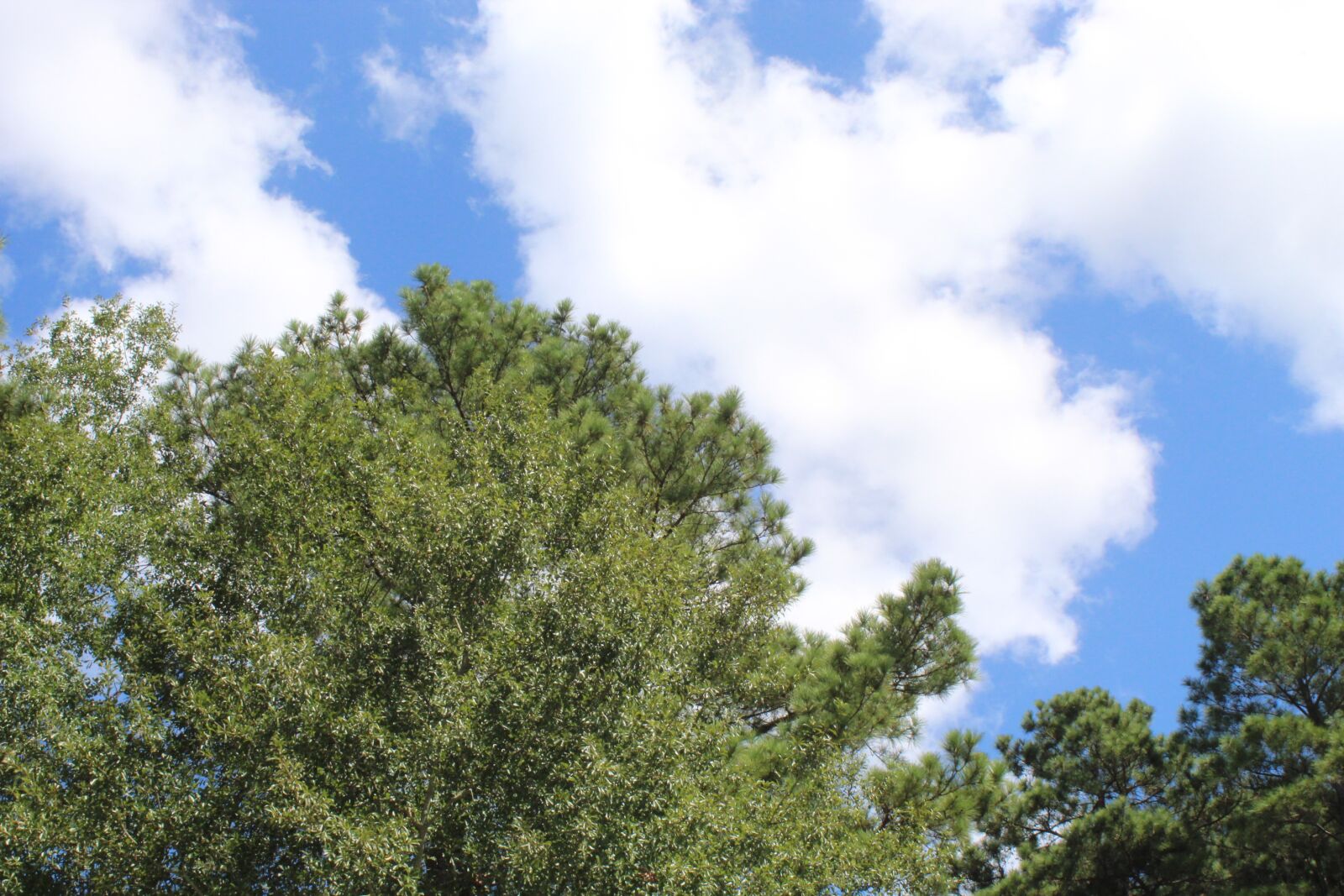 Canon EOS 1300D (EOS Rebel T6 / EOS Kiss X80) sample photo. Tree, sky, clouds photography