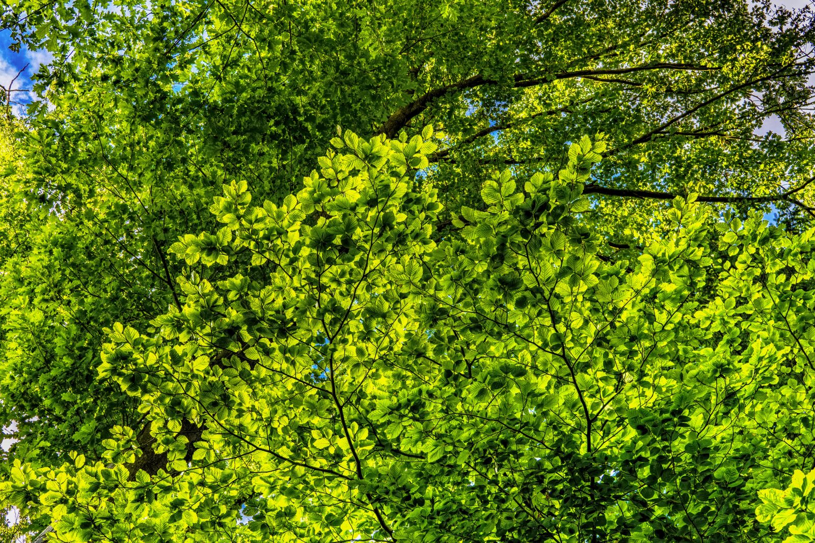 Sony a6300 + Sigma 30mm F2.8 EX DN sample photo. Canopy, green, leaves photography