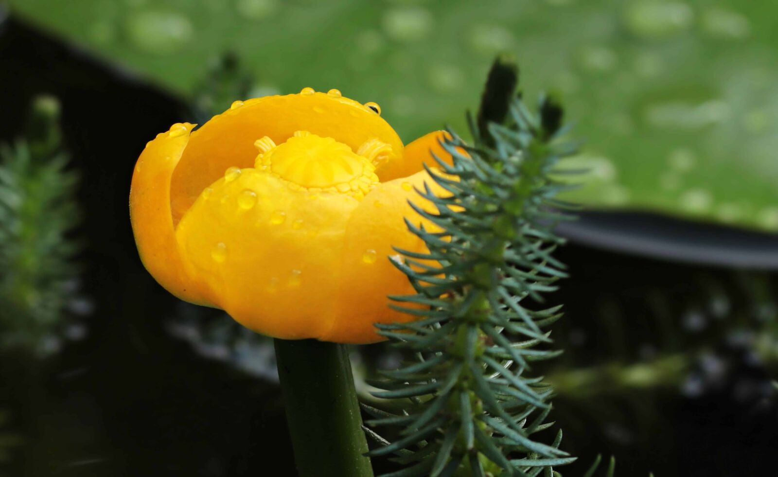 Canon EOS 80D sample photo. Flower, nature, leaf, plant photography