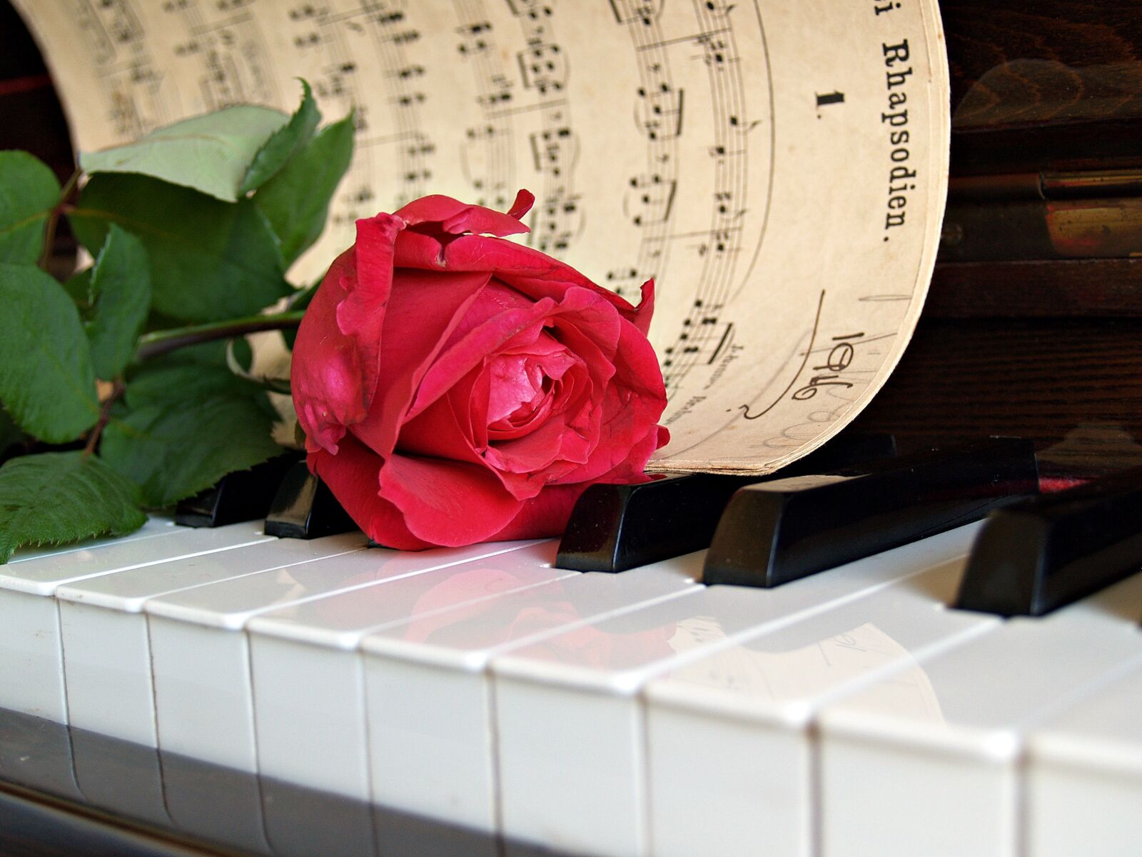 Olympus E-300 (EVOLT E-300) sample photo. Rose, red, sheet music photography