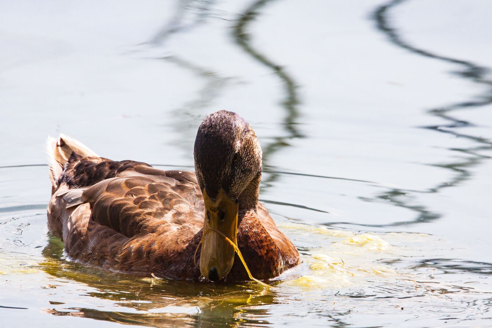 Canon EOS 50D sample photo. Mallard, duck, animal photography
