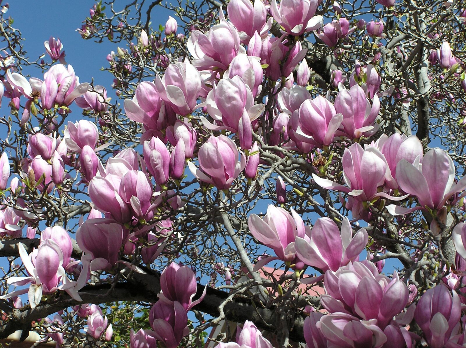 Olympus C750UZ sample photo. Magnolia, tree, spring photography