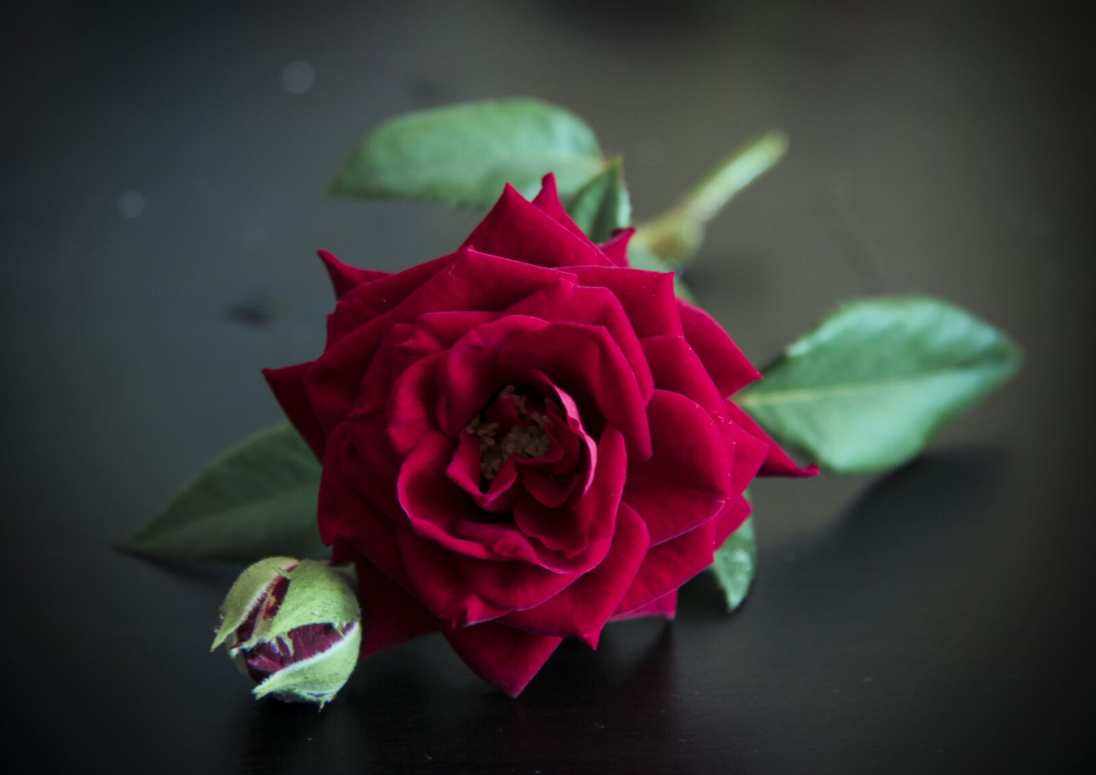 Canon EF-S 17-85mm F4-5.6 IS USM sample photo. Rose, flower, red photography