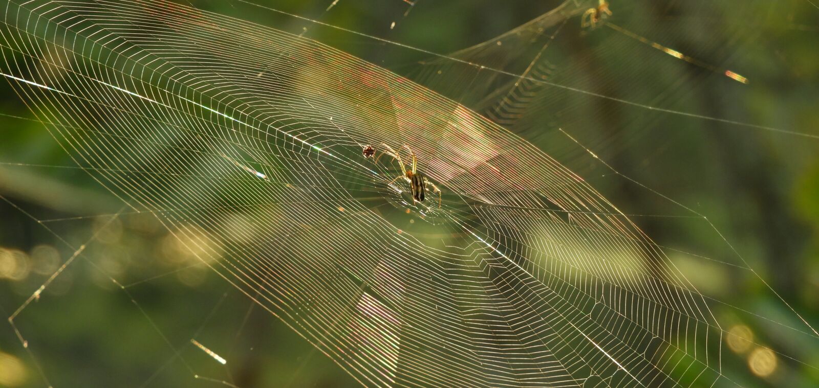 Nikon Coolpix B700 sample photo. Nature, insect, plant photography