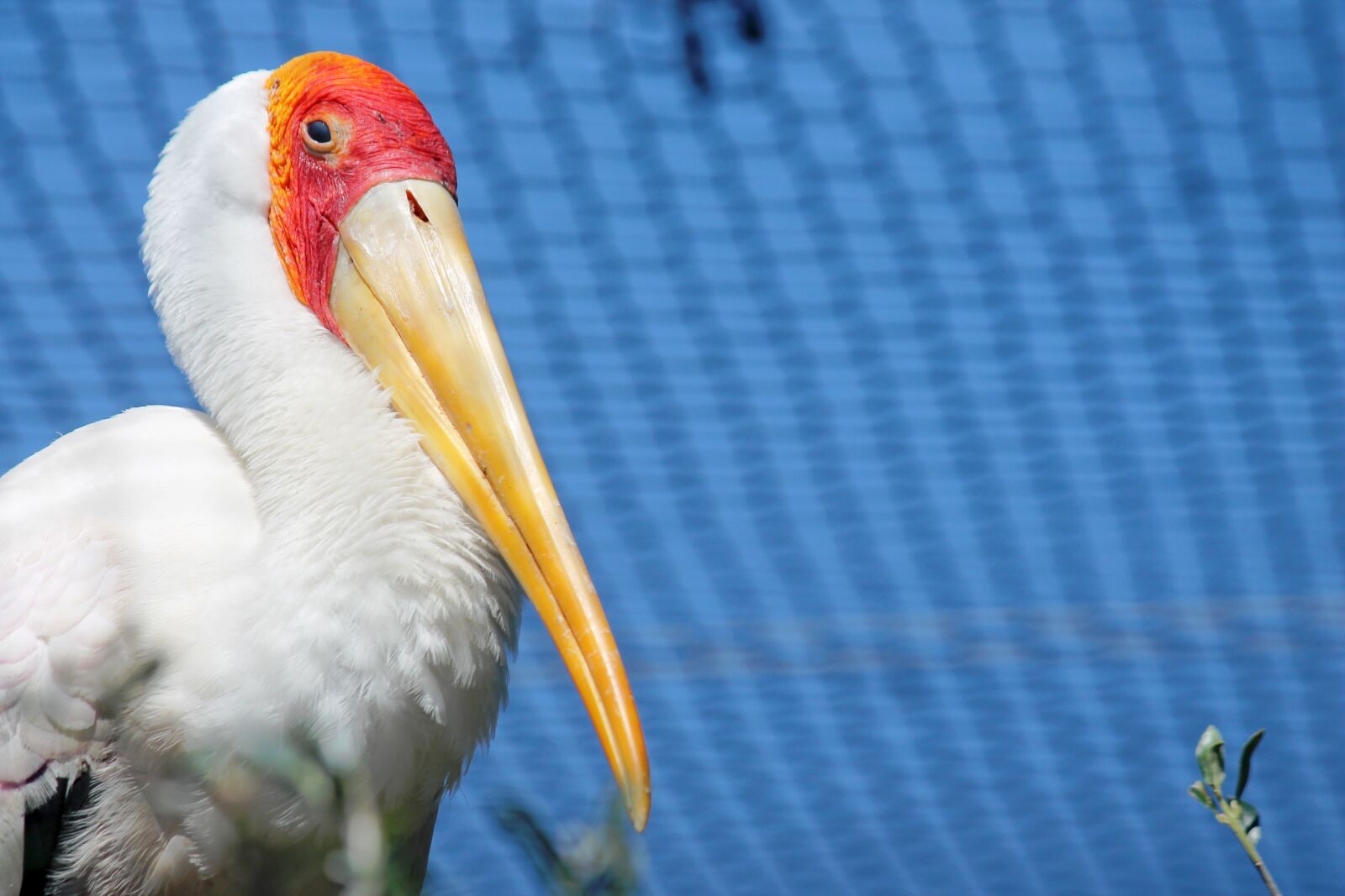 Canon EF-S 55-250mm F4-5.6 IS II sample photo. Bird, ave, pelican photography
