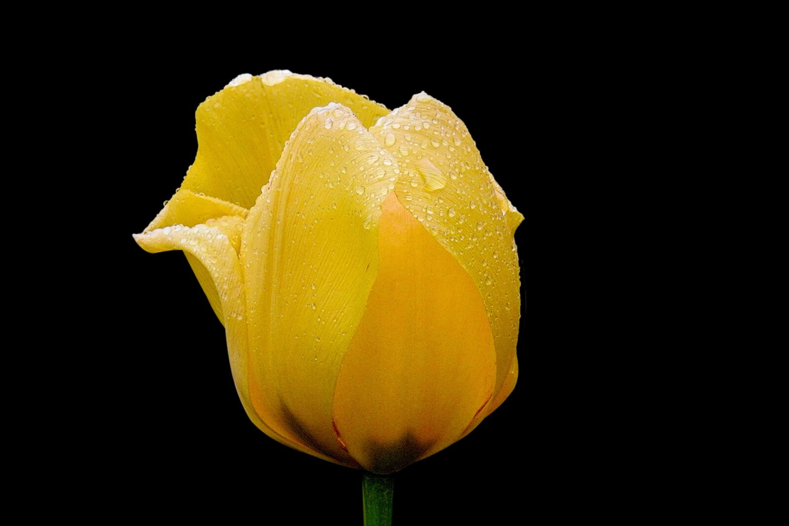Nikon Coolpix P900 sample photo. Flower, nature, tulip photography