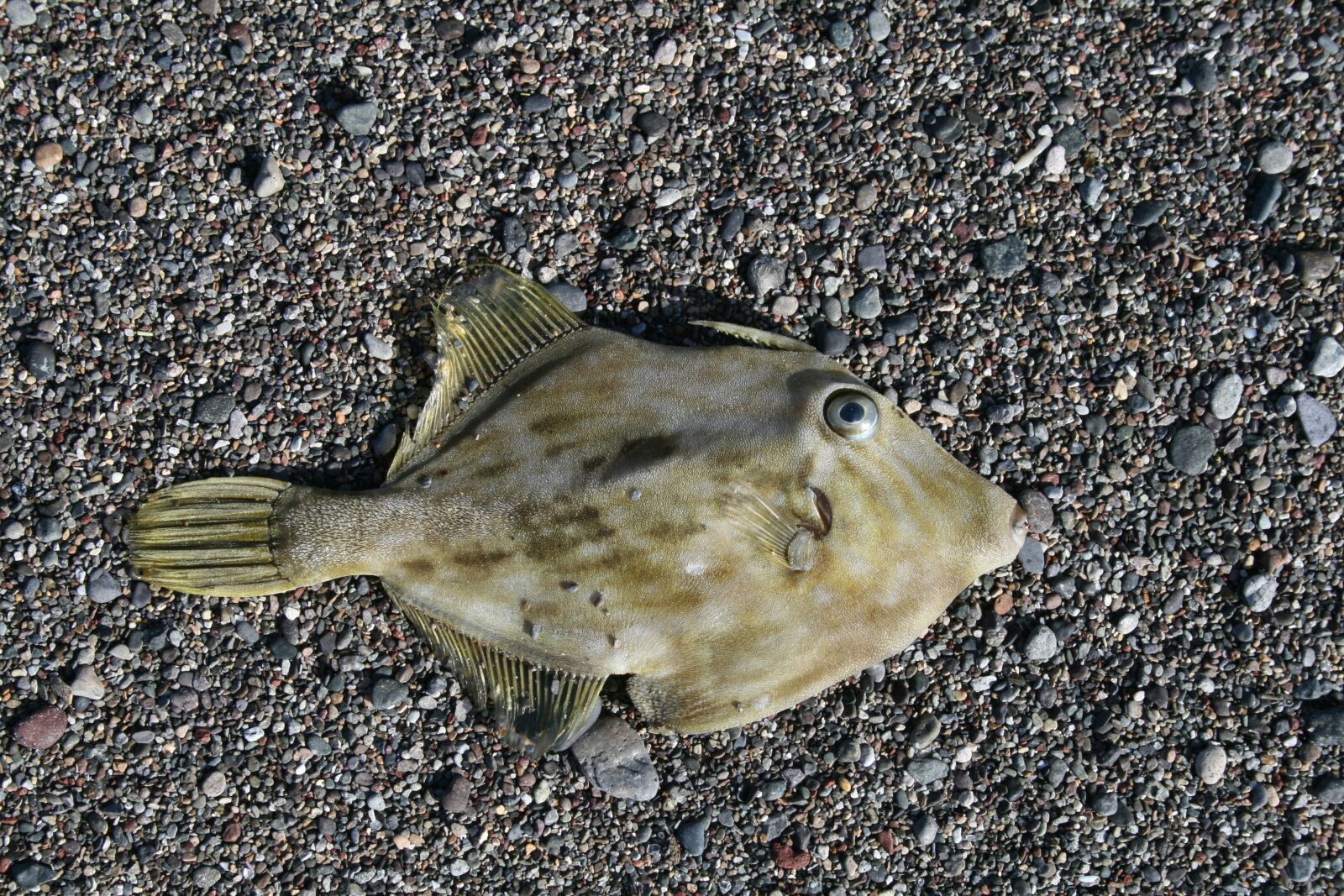 Canon EOS 400D (EOS Digital Rebel XTi / EOS Kiss Digital X) sample photo. Fish, beach, sea photography