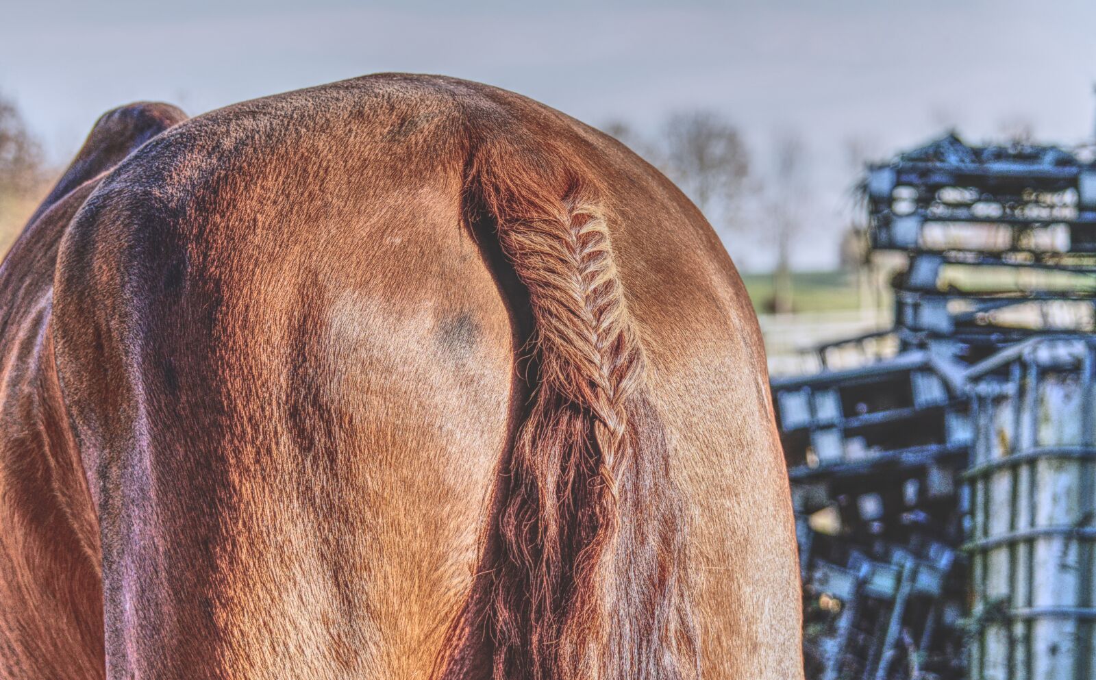 Nikon D3200 sample photo. Ponytail, woven, stallion photography