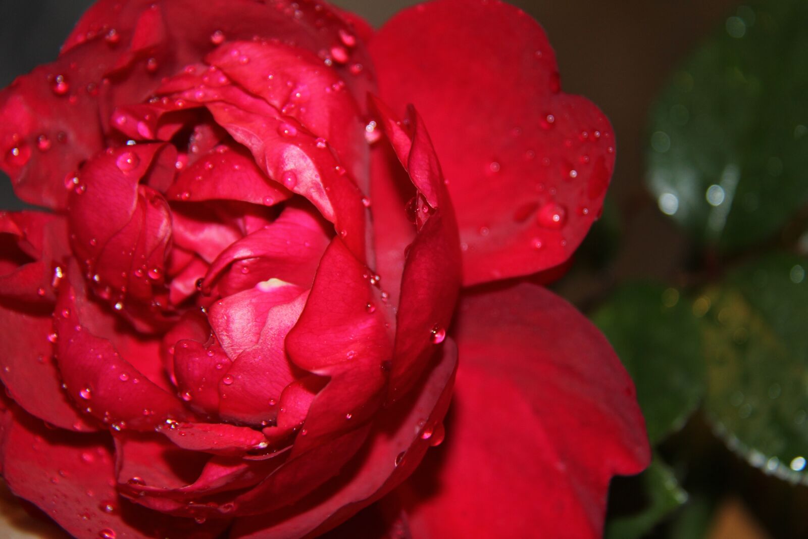 Canon EOS 550D (EOS Rebel T2i / EOS Kiss X4) sample photo. Flower, red roses, drop photography