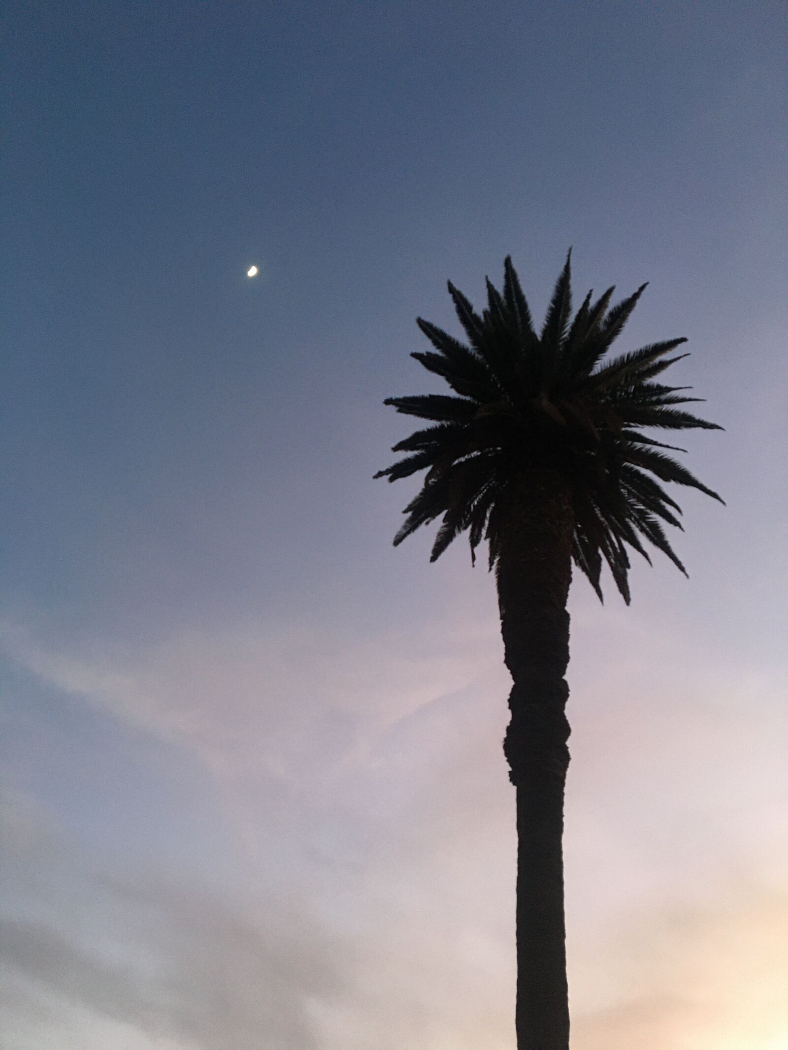 Apple iPhone 6s sample photo. Palm tree, moon, sunset photography