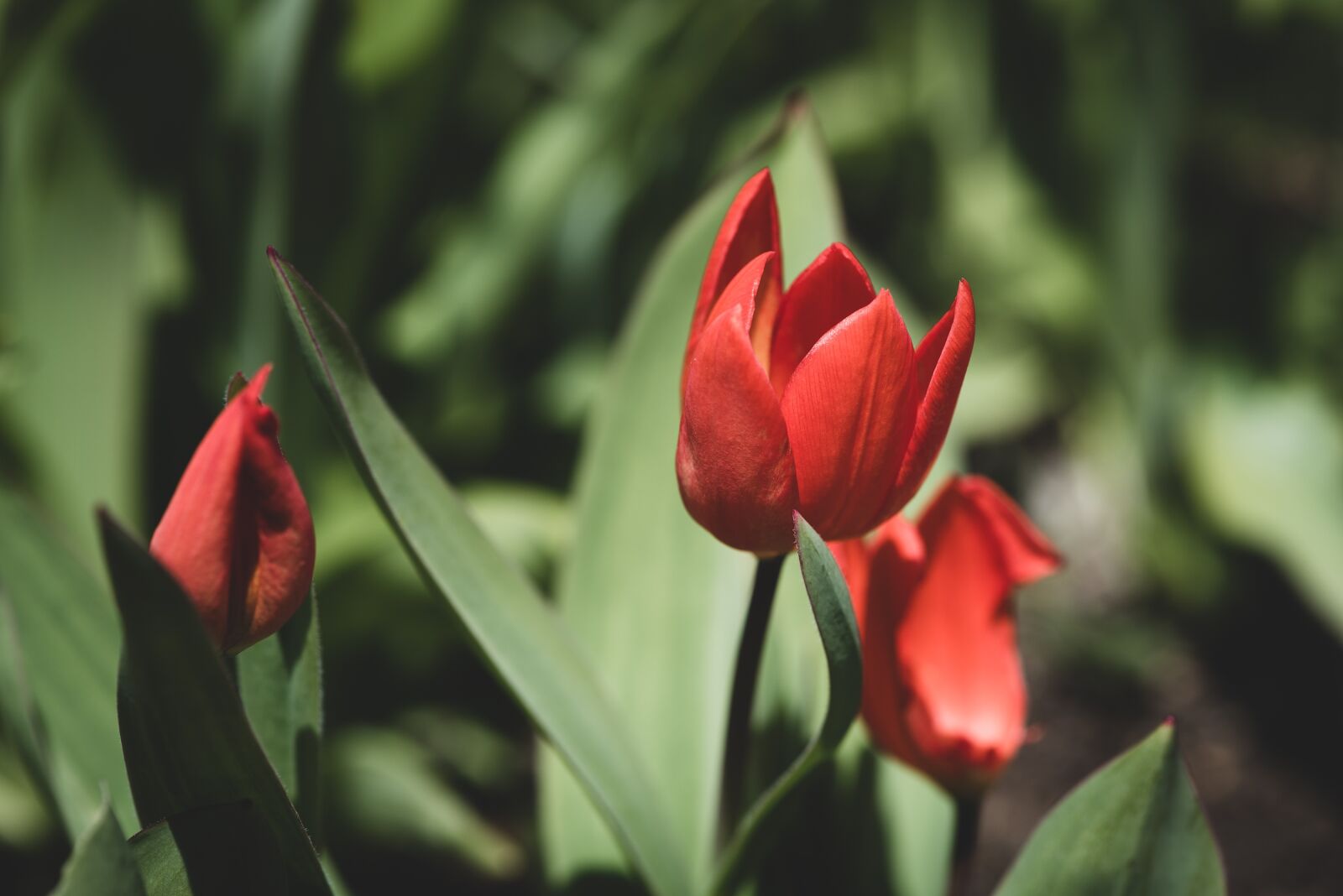 Nikon D750 sample photo. Tulips, red, small photography