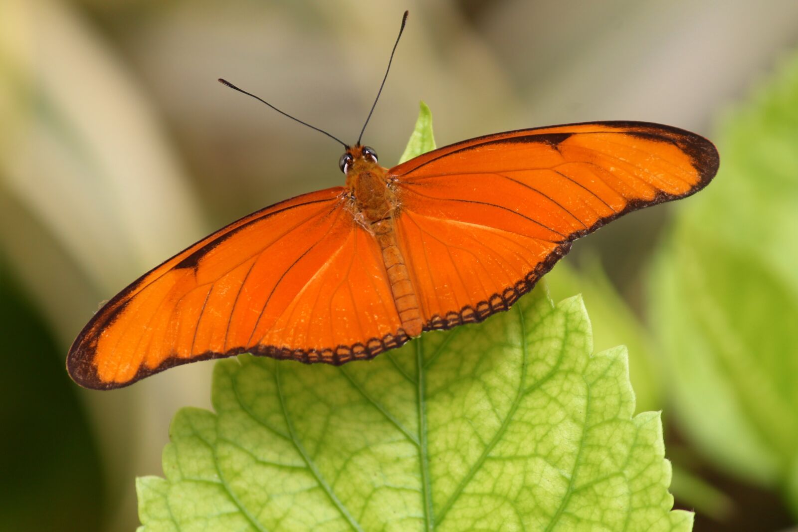 Canon EOS 1100D (EOS Rebel T3 / EOS Kiss X50) sample photo. Dryas iulia, butterfly, butterflies photography
