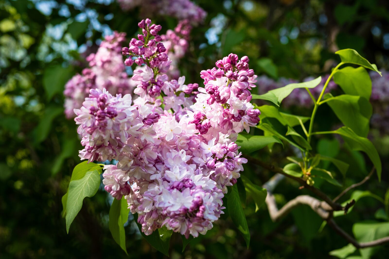 Panasonic Leica DG Summilux 25mm F1.4 II ASPH sample photo. Lilac, pink lilac, flower photography