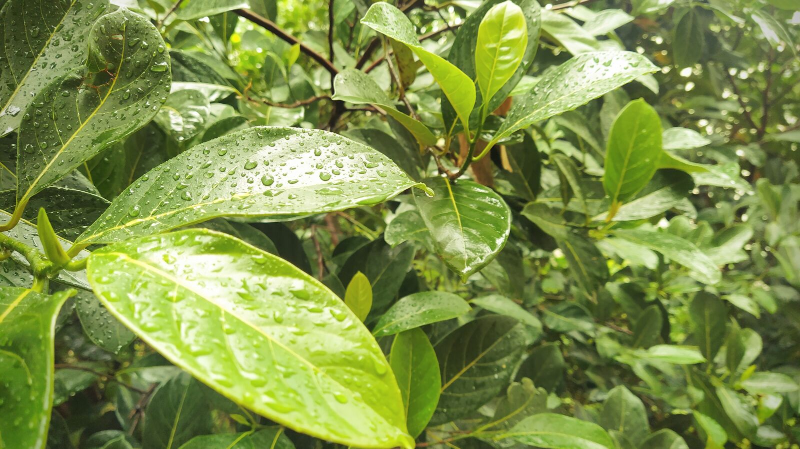 Xiaomi Mi A3 sample photo. Rainy, leaf, greenery photography