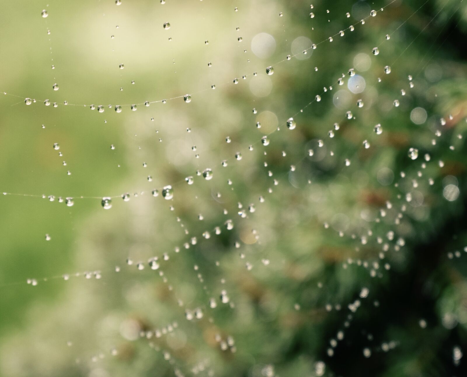 Nikon D3400 sample photo. Spiderweb, spider, web photography