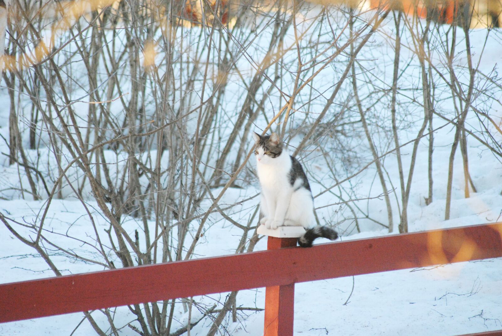 Nikon D3000 sample photo. Cat, fence, winter photography