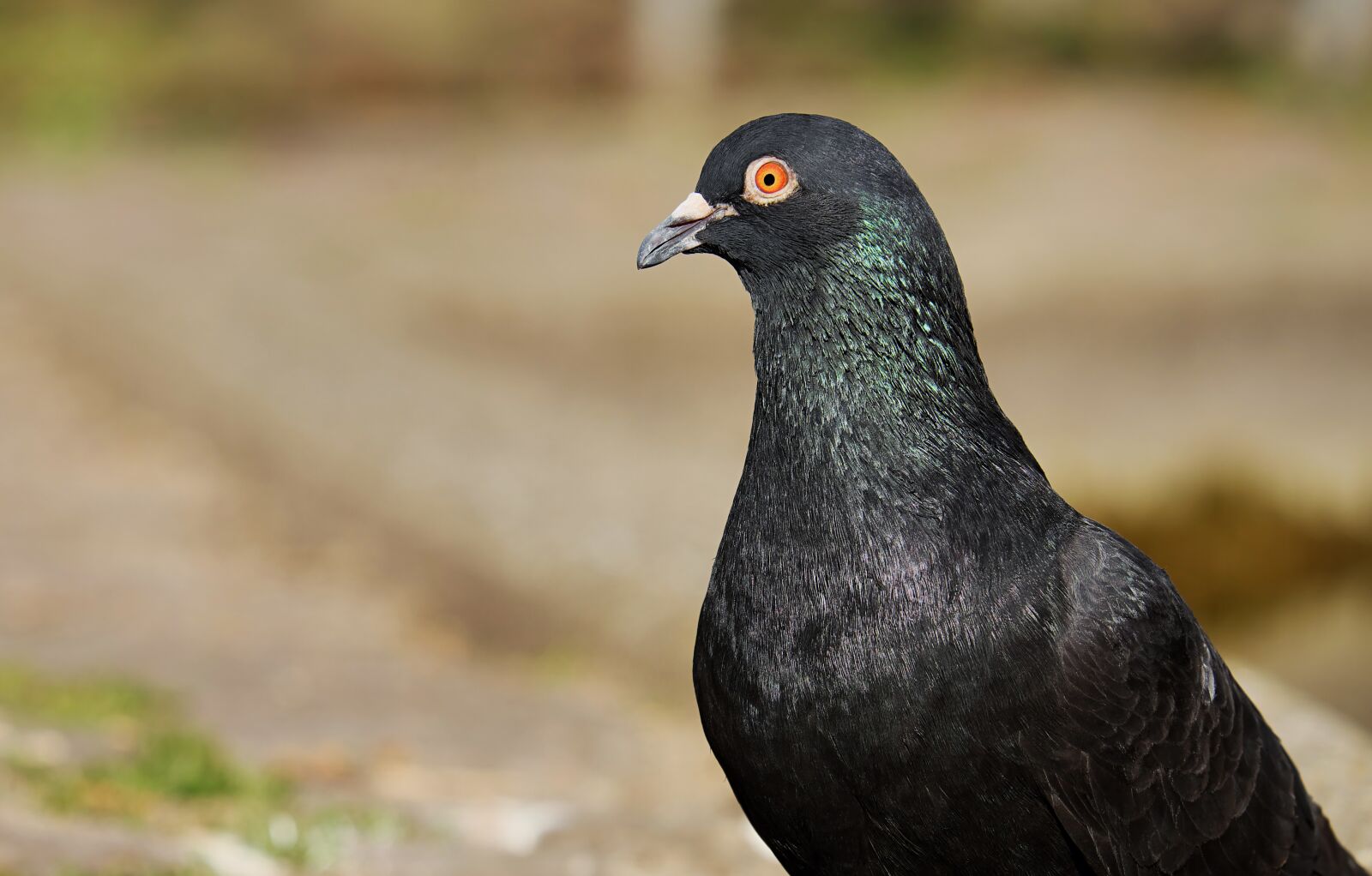 Fujifilm XF 55-200mm F3.5-4.8 R LM OIS sample photo. Dove, bird, nature photography