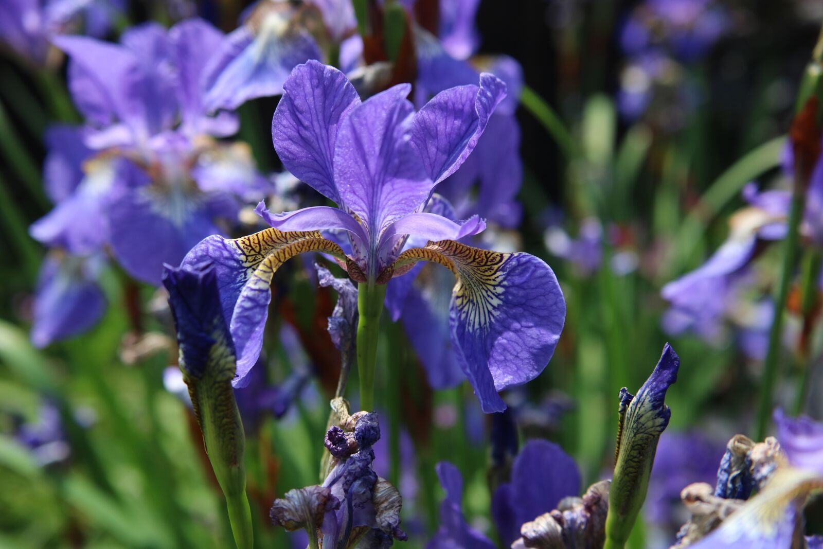 Canon EOS 750D (EOS Rebel T6i / EOS Kiss X8i) sample photo. Iris, blue, purple photography