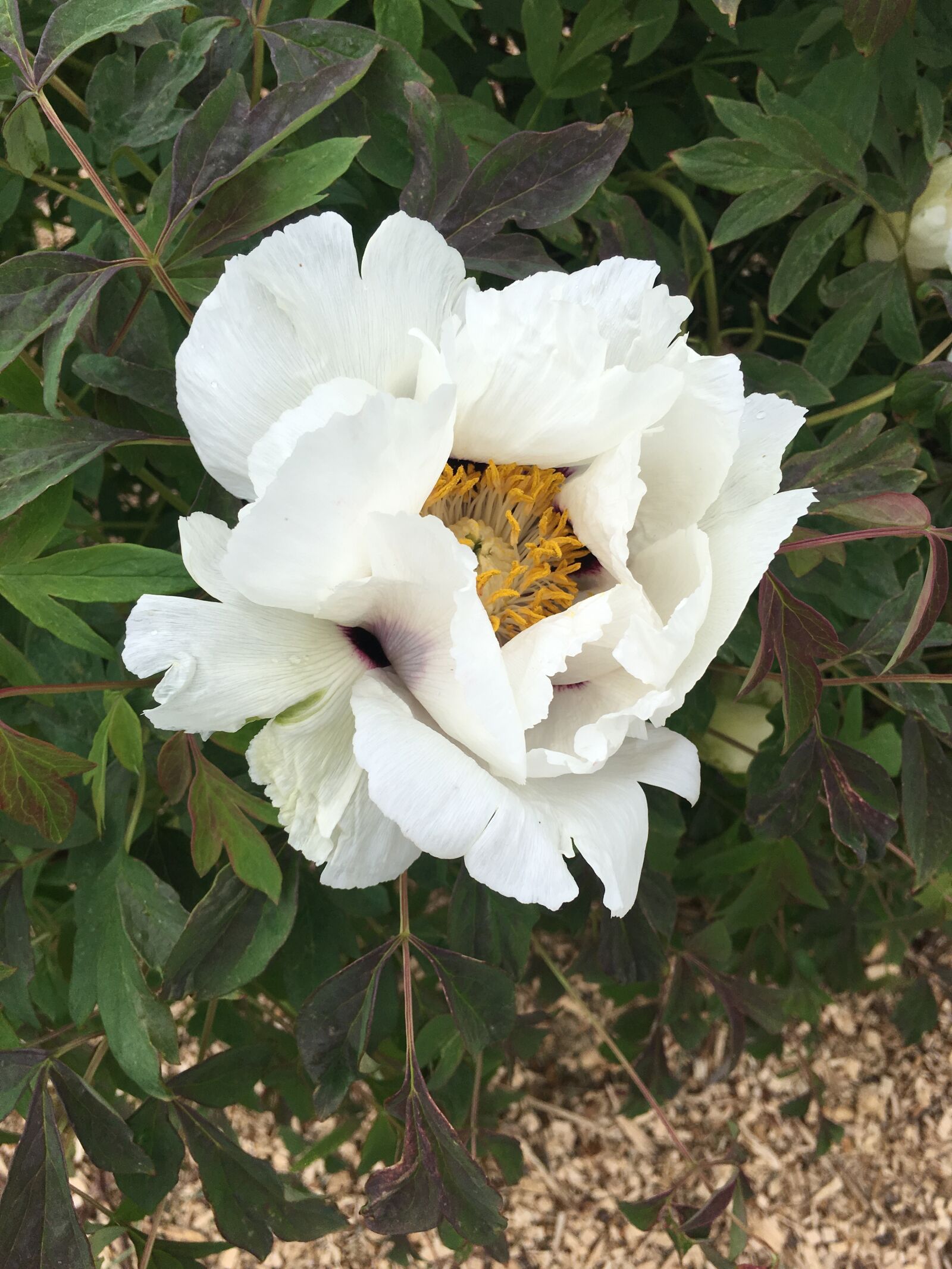 Apple iPhone 6s sample photo. Flower, white, bloom photography