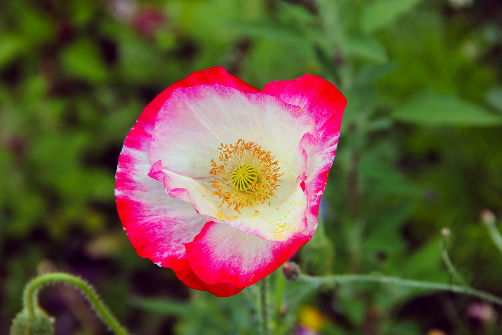 Canon EOS 550D (EOS Rebel T2i / EOS Kiss X4) sample photo. Flower, wild flower, nature photography