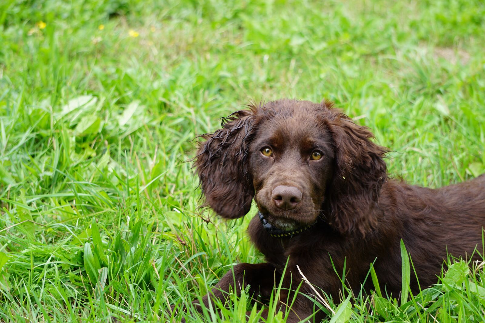 Sony E 55-210mm F4.5-6.3 OSS sample photo. German quail dog, dog photography