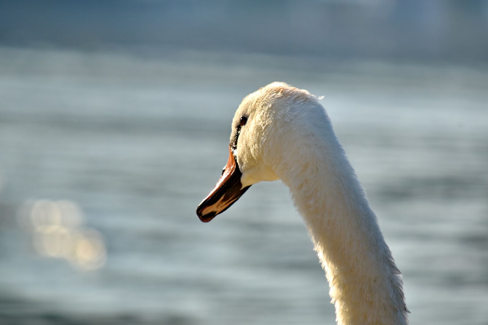Nikon D5500 sample photo. Grace, neck, aquatic bird photography
