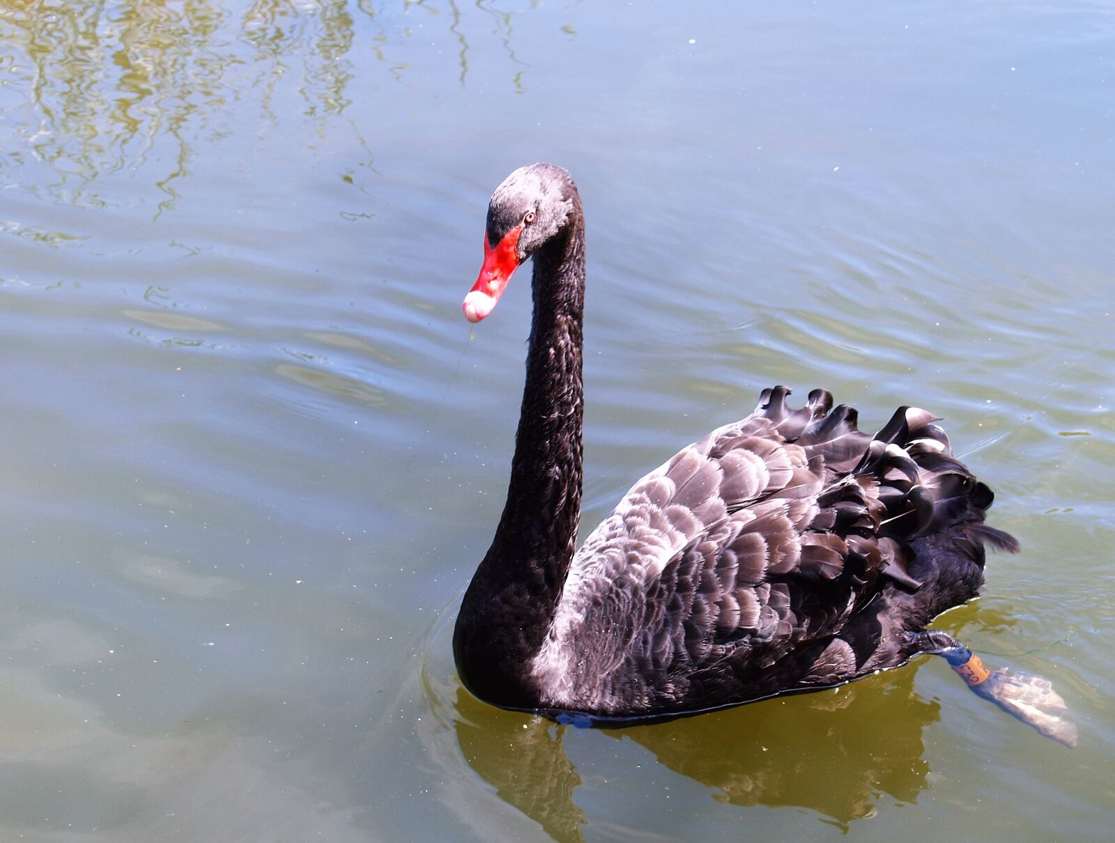Olympus E-520 (EVOLT E-520) sample photo. Swan, black, bird photography