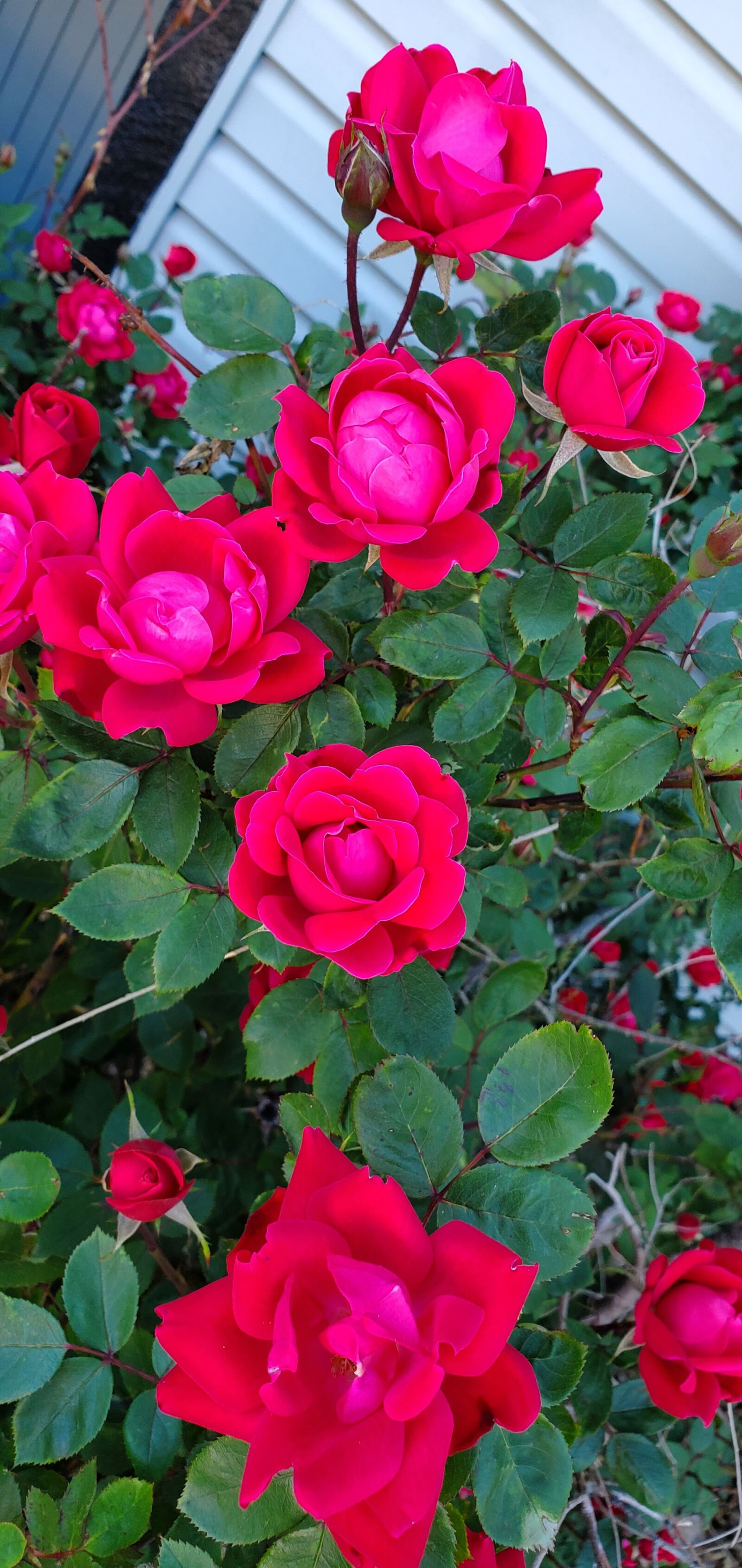 Samsung Galaxy S10 sample photo. Roses, flowers, nature photography