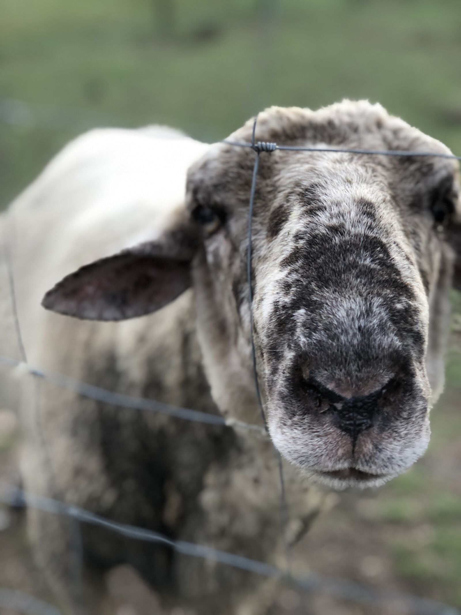 iPhone 8 Plus back dual camera 6.6mm f/2.8 sample photo. Animal, sheep, lamb photography