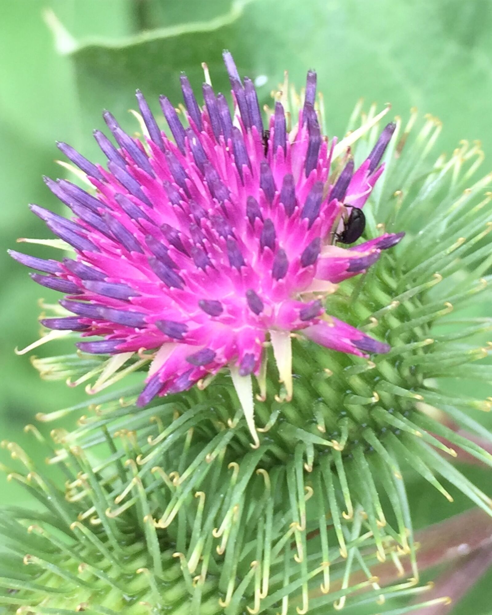 iPhone 6 back camera 4.15mm f/2.2 sample photo. Burdock, purple, flower photography