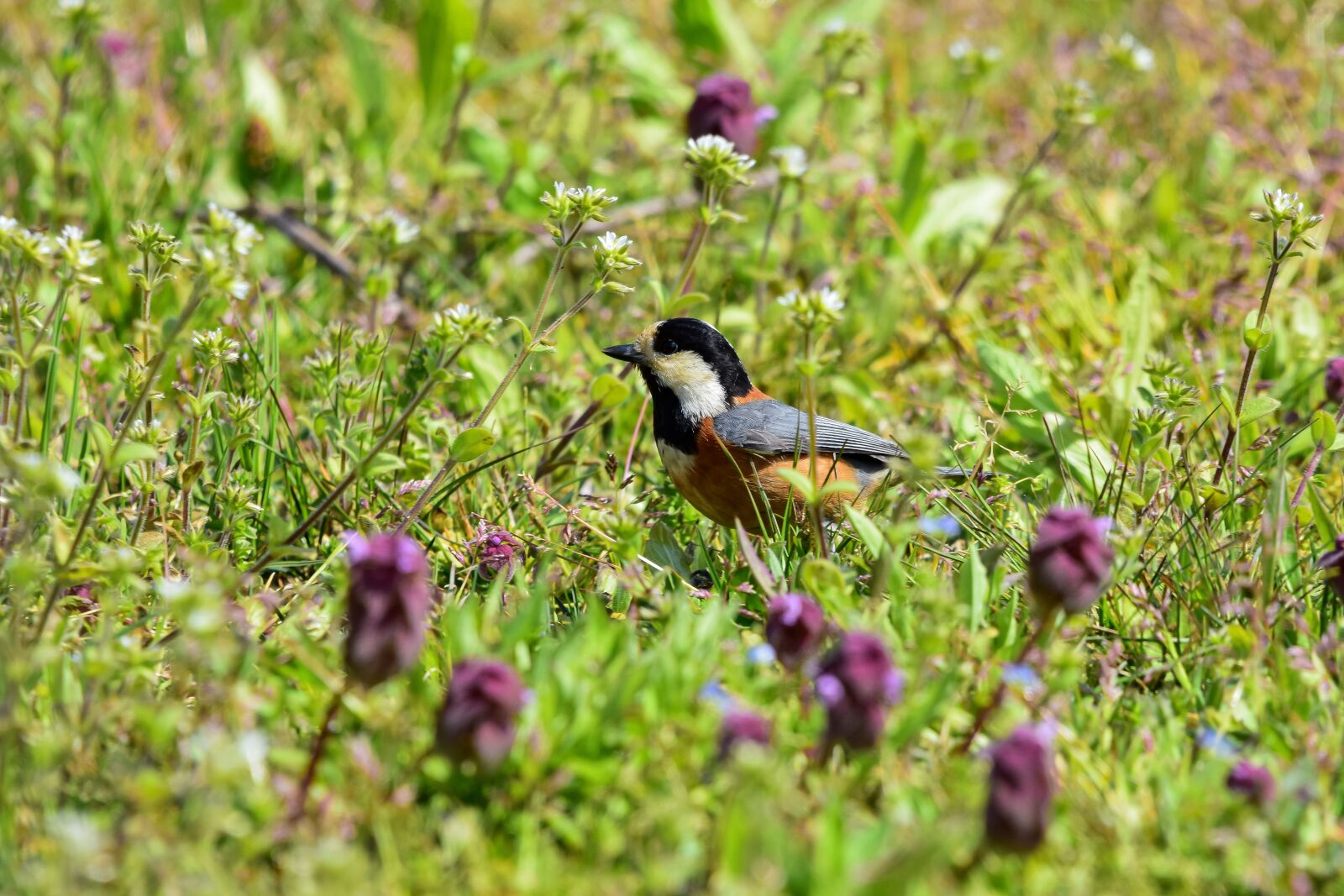 Nikon D7200 sample photo. Animal, forest, flowering plant photography